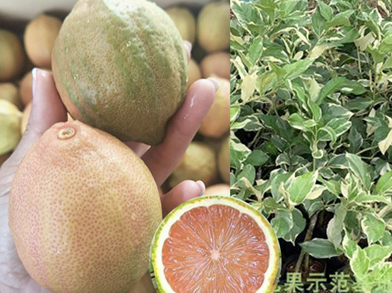 美國粉紅檸檬
